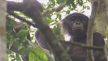 Het Klokhuis | Bonobo